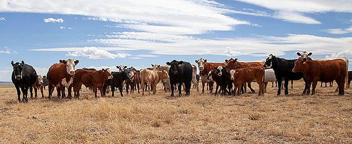 cattle in pasture drought