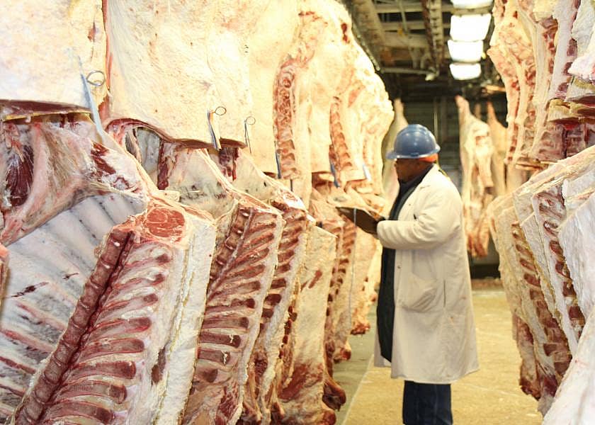 Inspecting meat at beef packing processing plant.