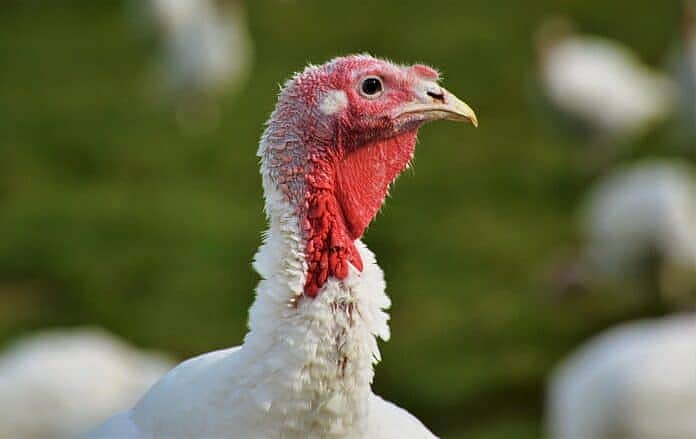 Avian flu in poultry
