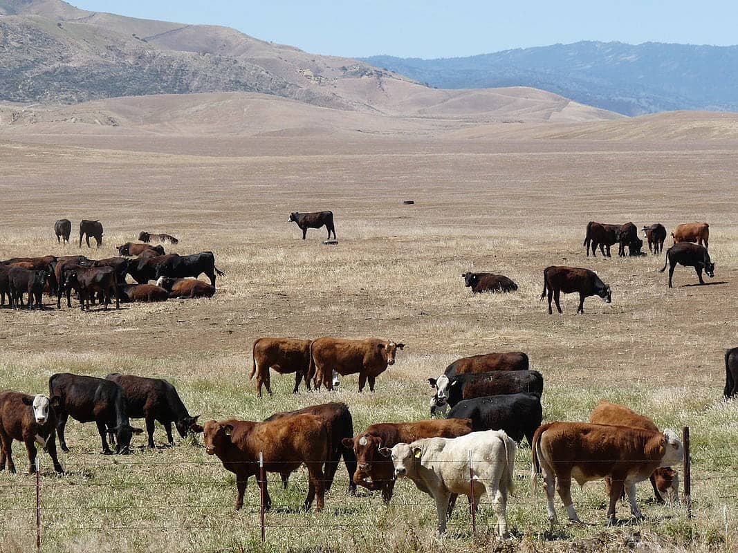 Cattle grazing on public land