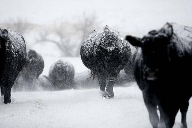 Cattle in winter blizzard