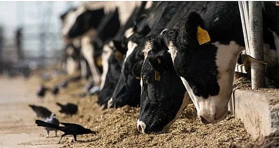 Dairy cows infected with avian flu virus