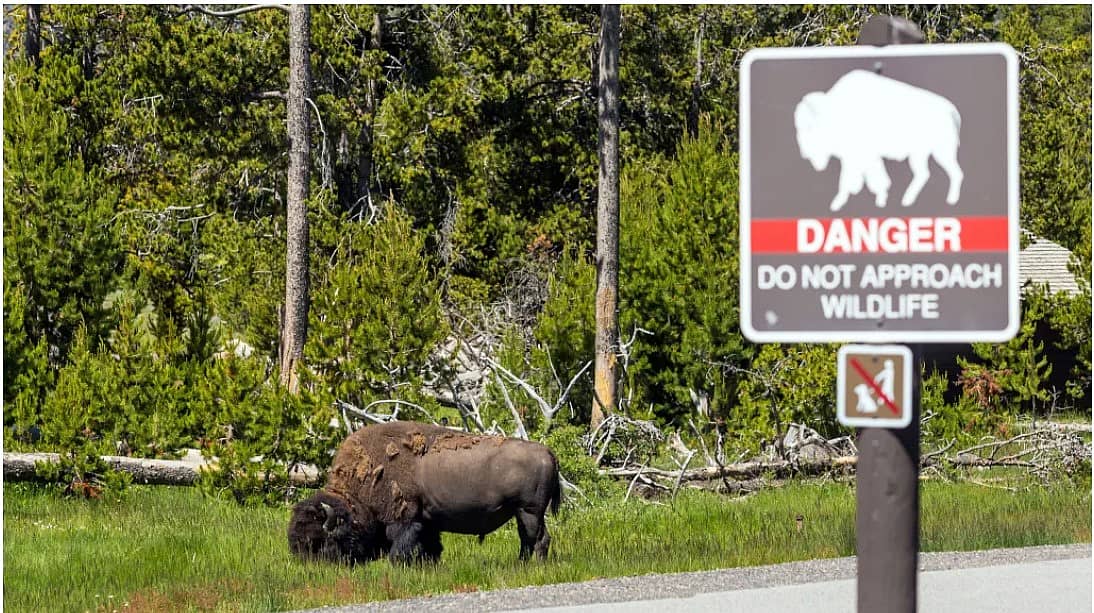 Bison roaming in a national park