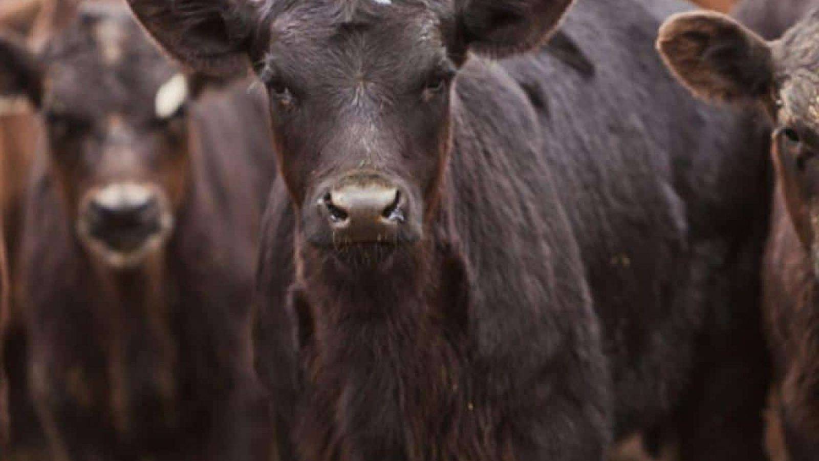 cattle calves weaned insurance