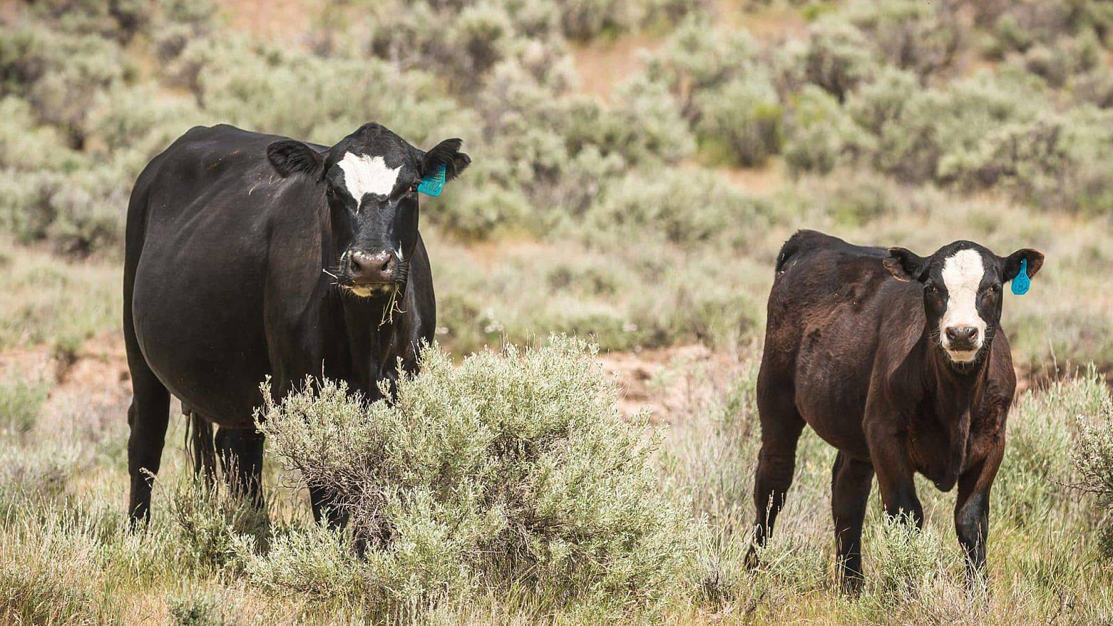 Cow and calf grazing BLM public land