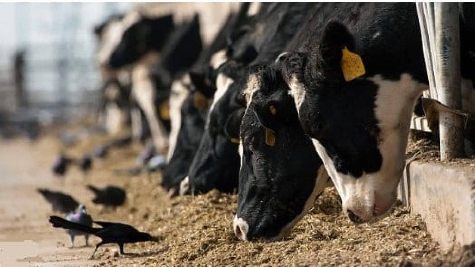 Dairy cows infected with avian flu virus