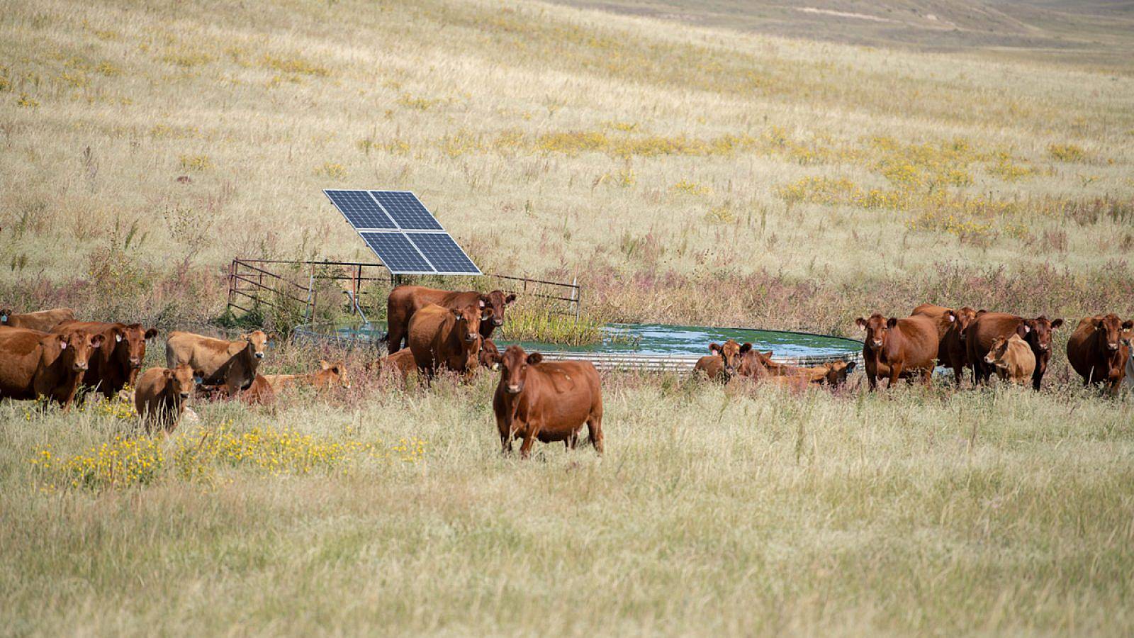 Red-Cows-Grass-Summer-Water