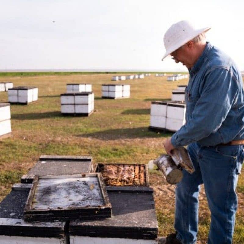 A beekeeper checking bee hives.