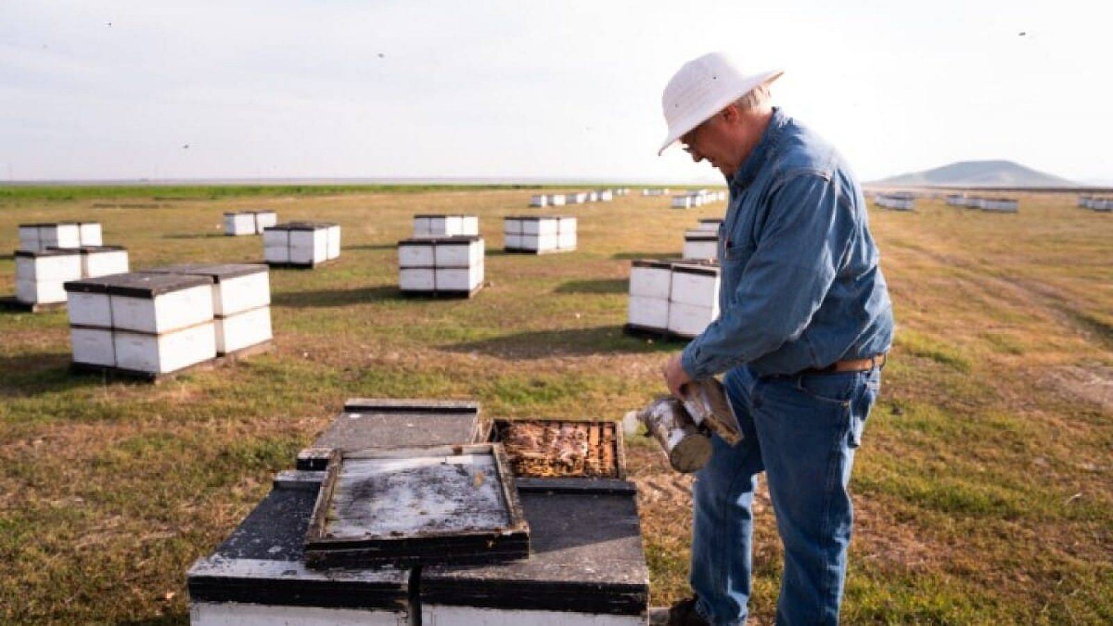 A beekeeper checking bee hives.