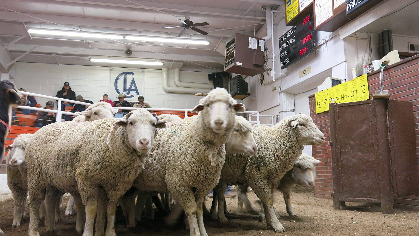 Each week the Centennial Livestock Auction in Fort Collins, Colo., sells sheep and goats to the highest bidder. Many of the animals end up in the meat departments of the Front Range's international and ethnic grocery stores.