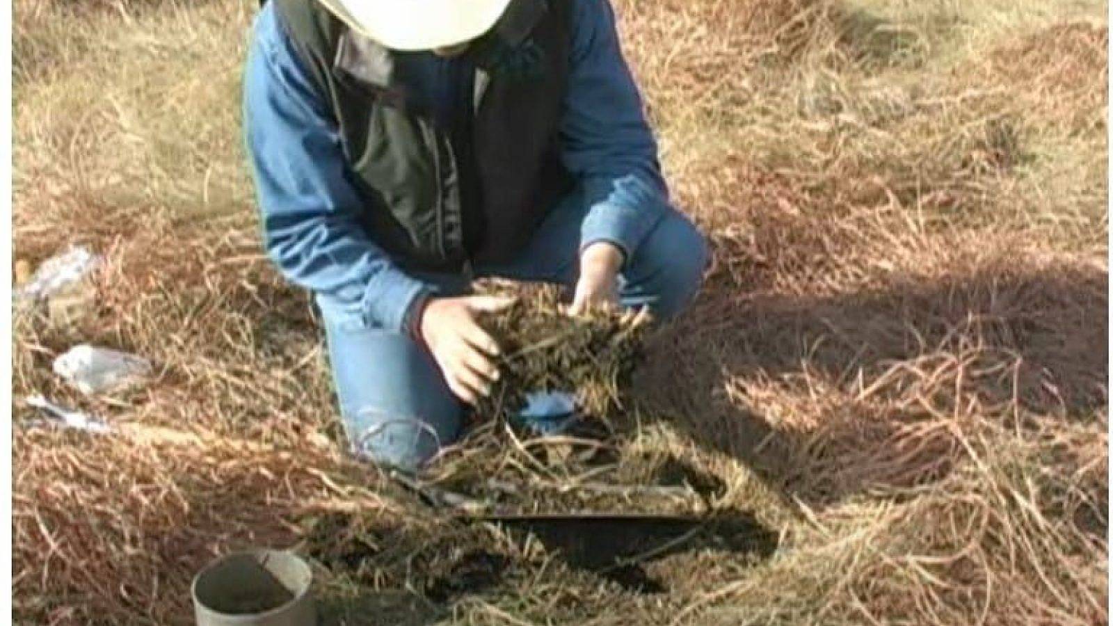 A rancher tests for soil health.