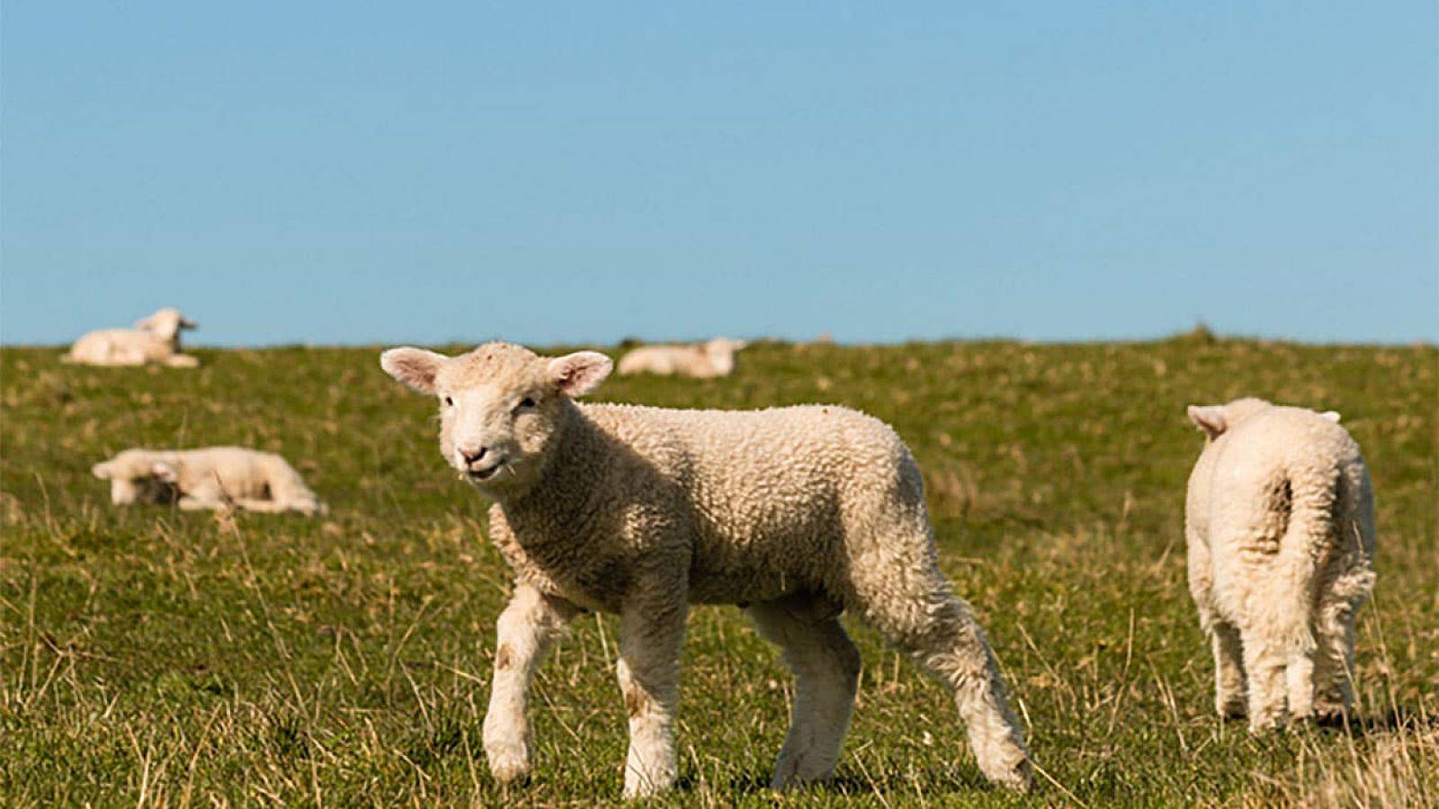 W-01736-Breeding-Ewe-Lambs-Sheep-Grazing-Reproduction