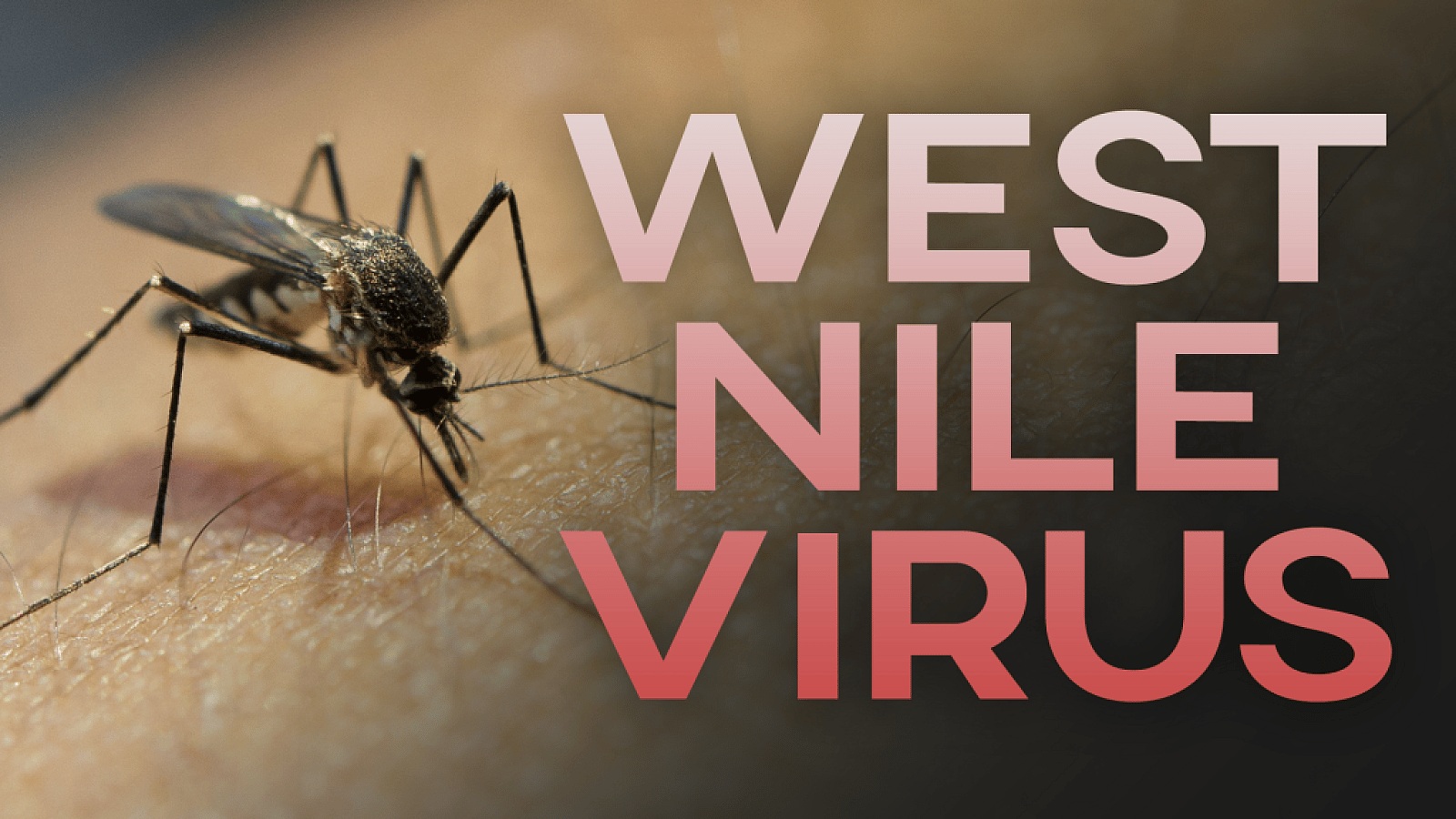 west-nile-virus-1024x576