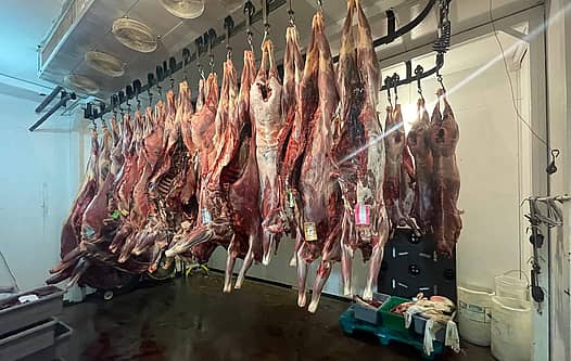 deer carcasses hanging in meat cooler