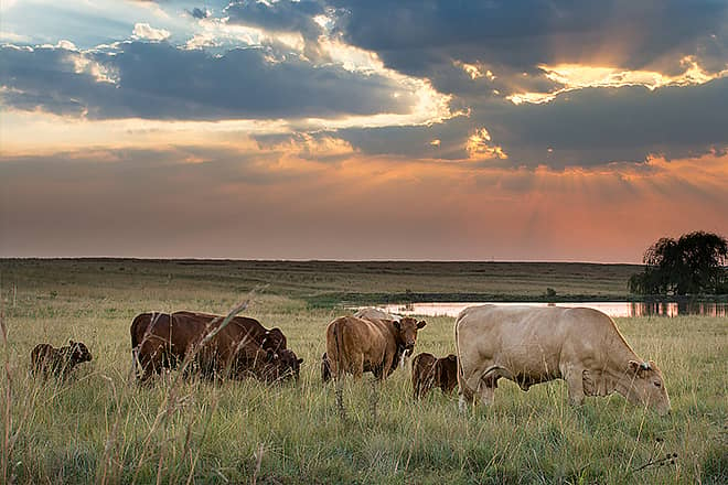 Millions of grassland acres lost in the Great Plains, says new report ...