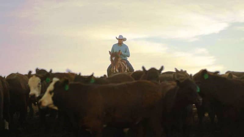 Cowboy rancher and cows
