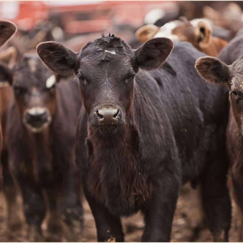 cattle calves weaned insurance