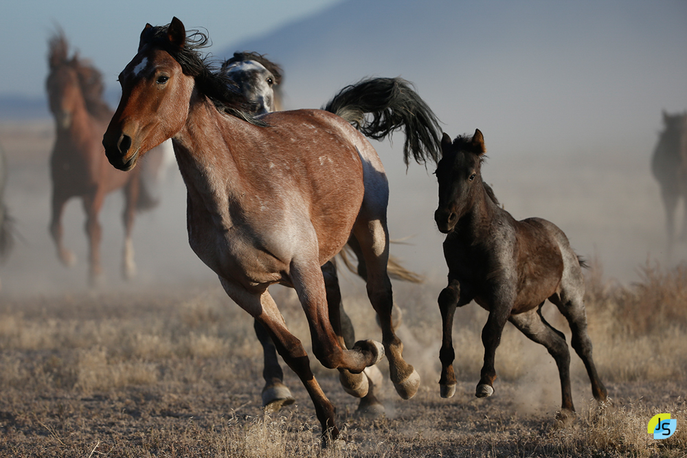 BLM announces first wild horse adoption of 2021 KBHB Radio Station