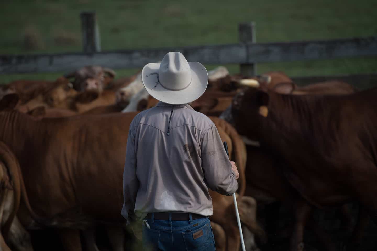 Cattle Rancher