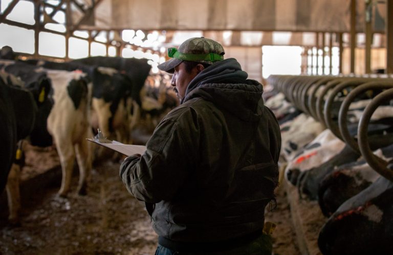 Most dairy farms are staff with immigrant labor.