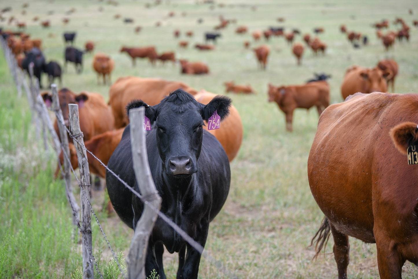 Cattle graze in a pasture