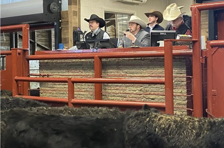 Auctioneers at livestock auction market.