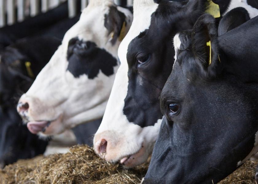 Dairy cows feeding