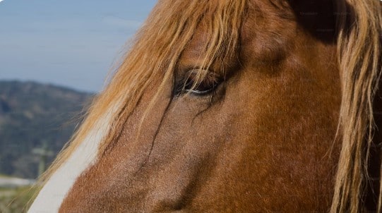 The head of a horse