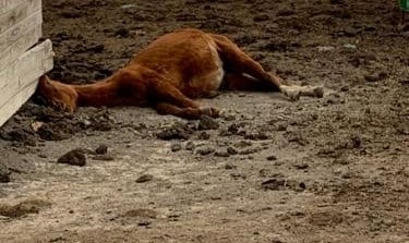 A dead horse in a corral in animal abuse case