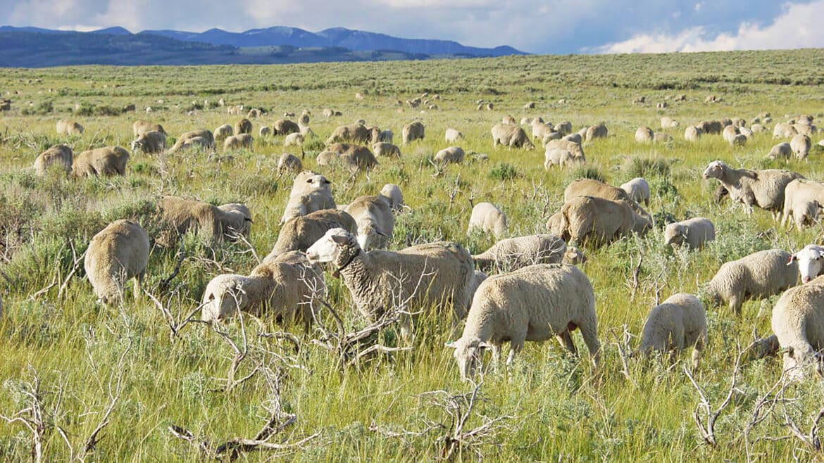 Sheep grazing in a pasture