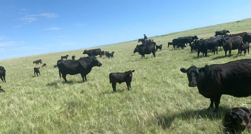 Cows and calves grazing in spring pasture