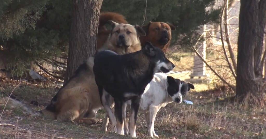Feral dogs on a native reservation