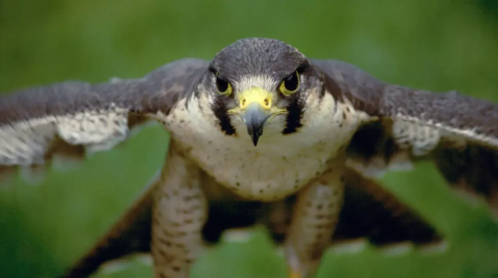 Injured birds of prey need rehabilitation