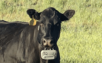 Cow with a virtual fencing collar