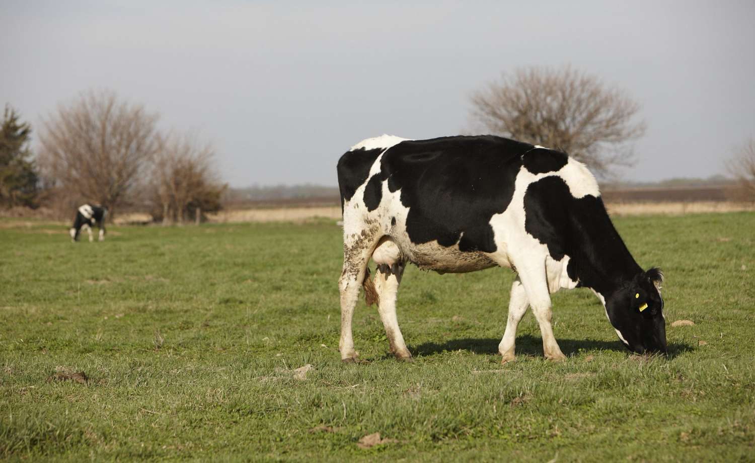 Dairy cattle grazing in field.