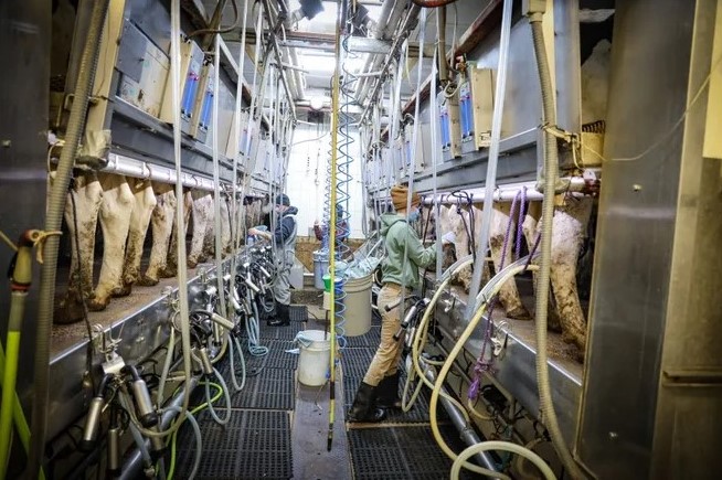 farm worker in dairy milking parlor