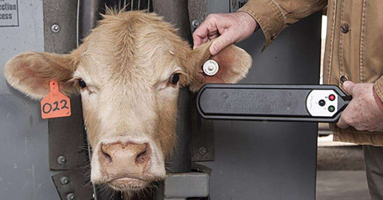 A cow with an electronic ear tag