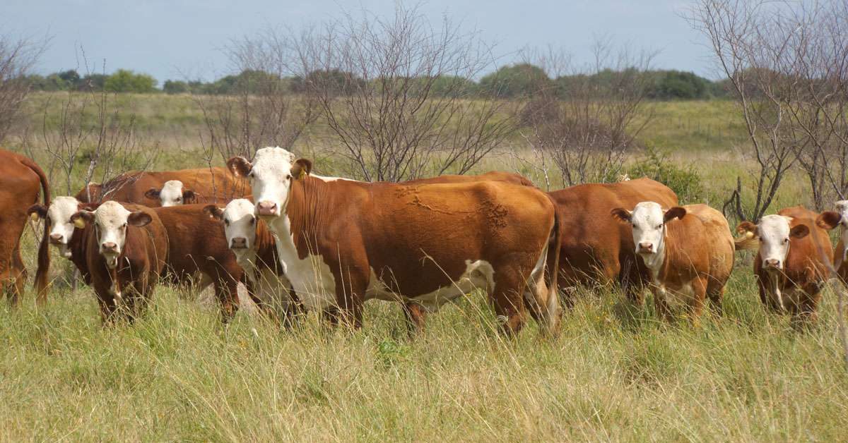 Hereford cows and calves grazing in a pasture.