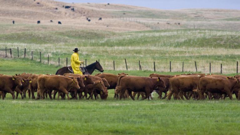 Rancher trailing cattle in pasture