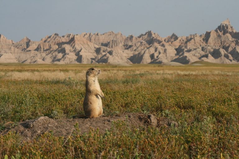 A prairie dog in a field