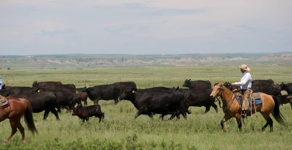 Rancher on horseback with cattle