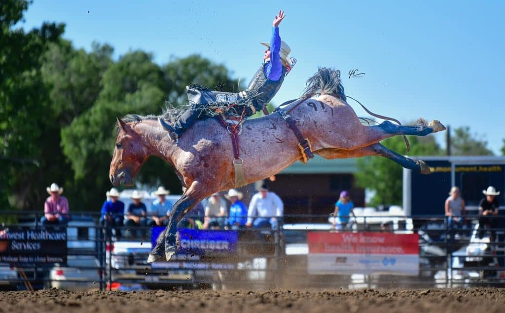 Rodeo cowboy riding a bucking bronc