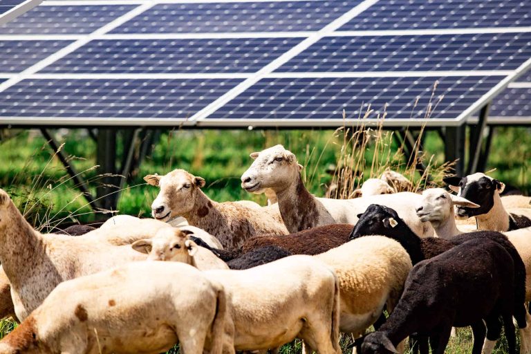 Agriculture and livestock producers are benefitting from solar energy contracts.