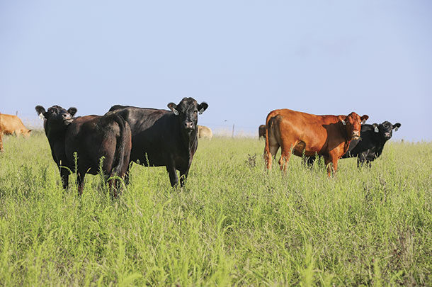 Cattle graze in a summer pasture