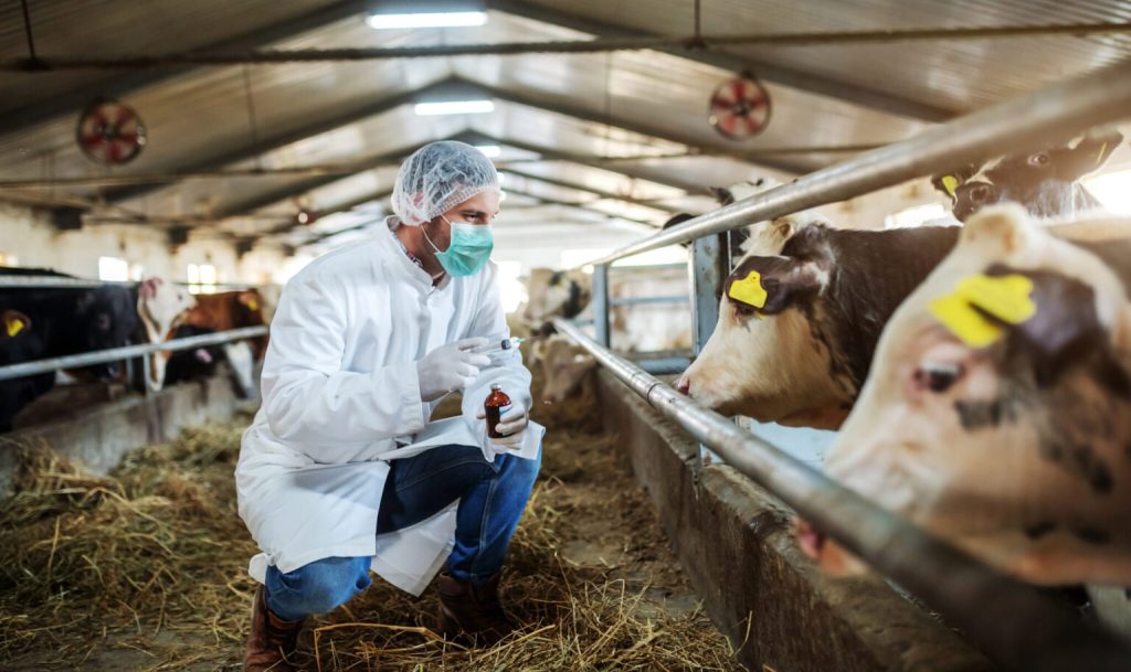 Technician taking samples in a dairy barn