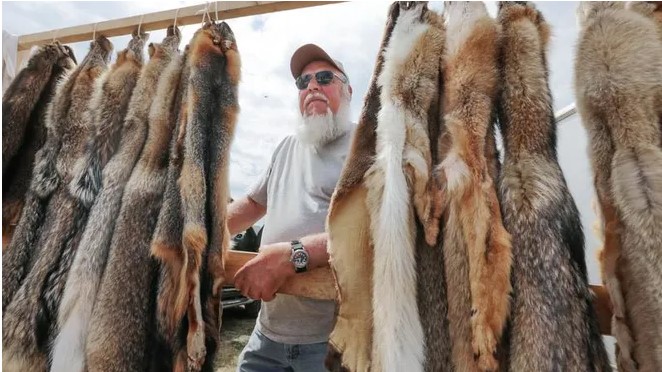A trapper stands with tanned coyote fur pelts.
