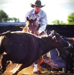 Rodeo cowboy roping a steer
