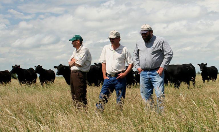 Ranchers stand in a pasture with cattle.