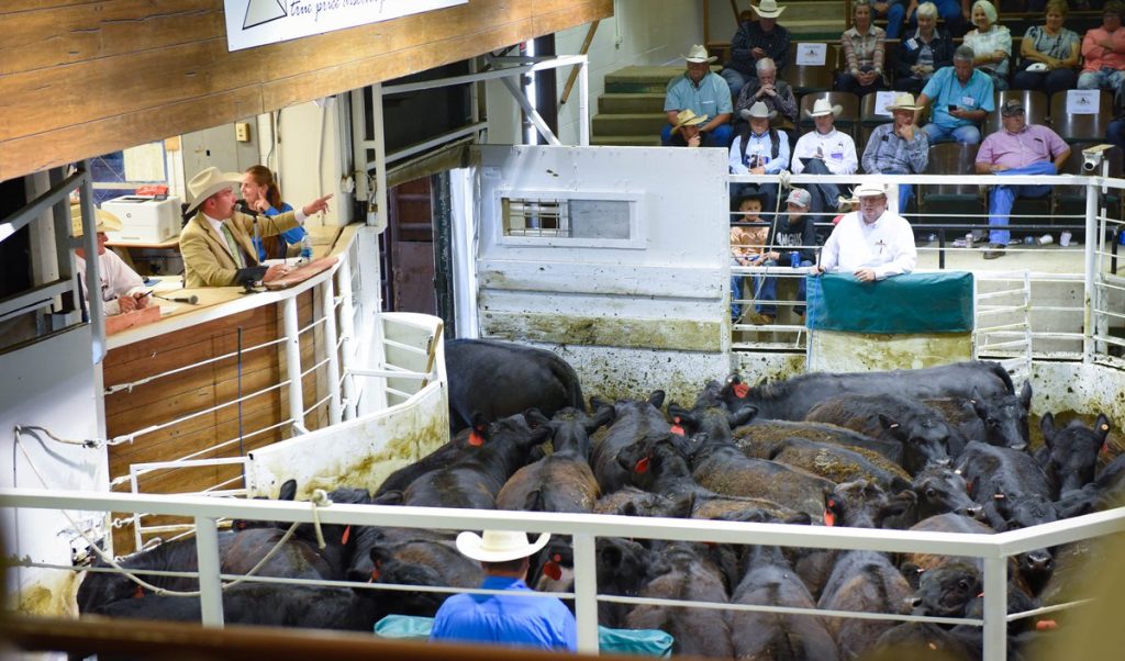 Cattle are sold at auction markets