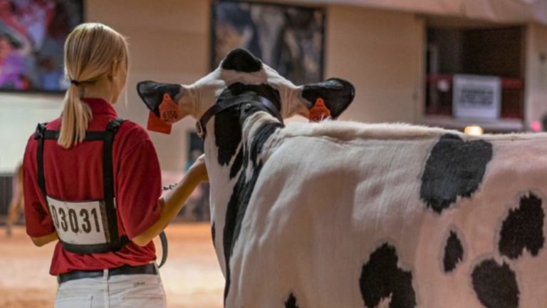A young girl shows her dairy cow at a state fair.